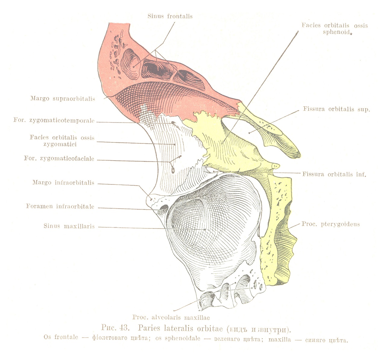 Paries lateralis orbitae (видъ и изнутри).