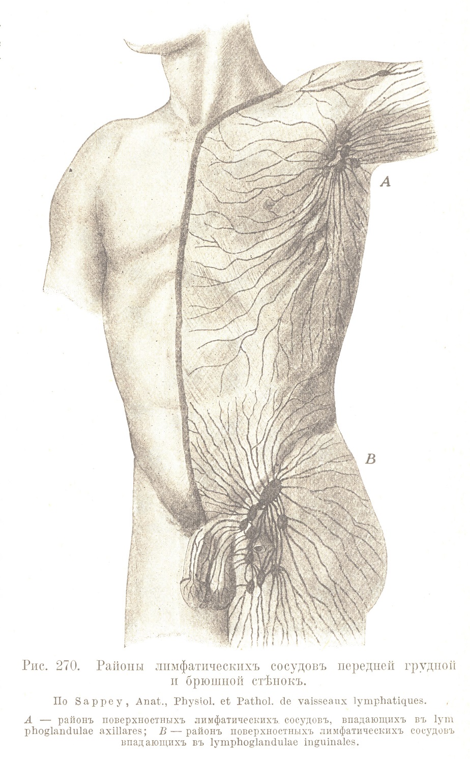 Районы лимфатическихъ сосудовъ передней грудной и брюшной стѣнокъ.