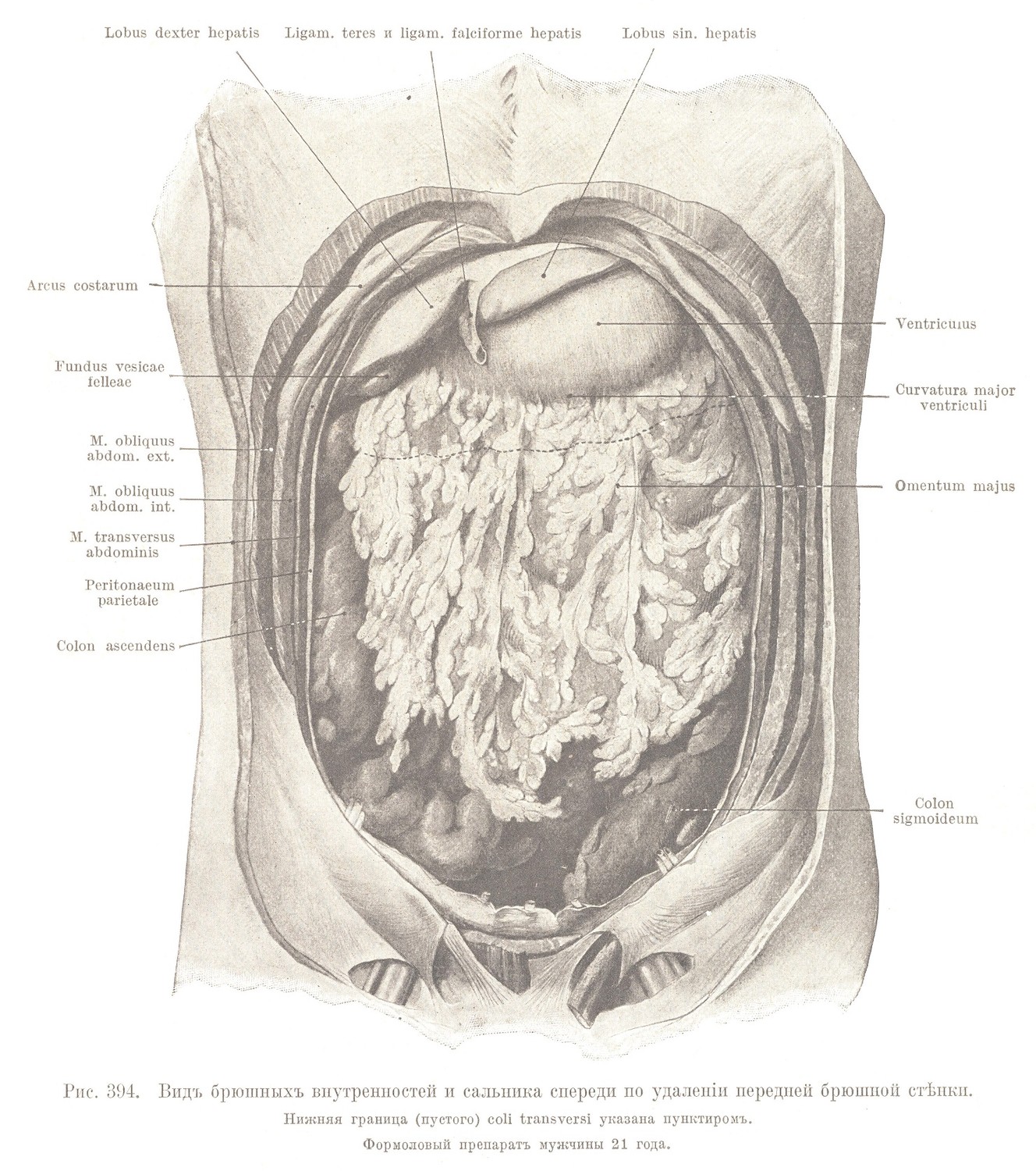 Situs viscerum abdomini