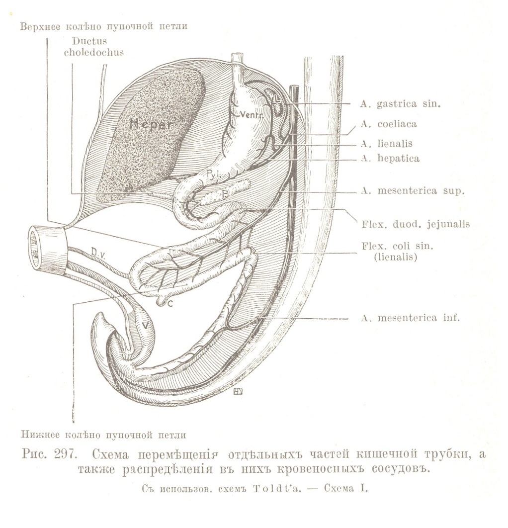 Схема перемѣщенія отдѣльныхъ частей кишечной трубки, а также распредѣленія въ нихъ кровеносныхъ сосудовъ.