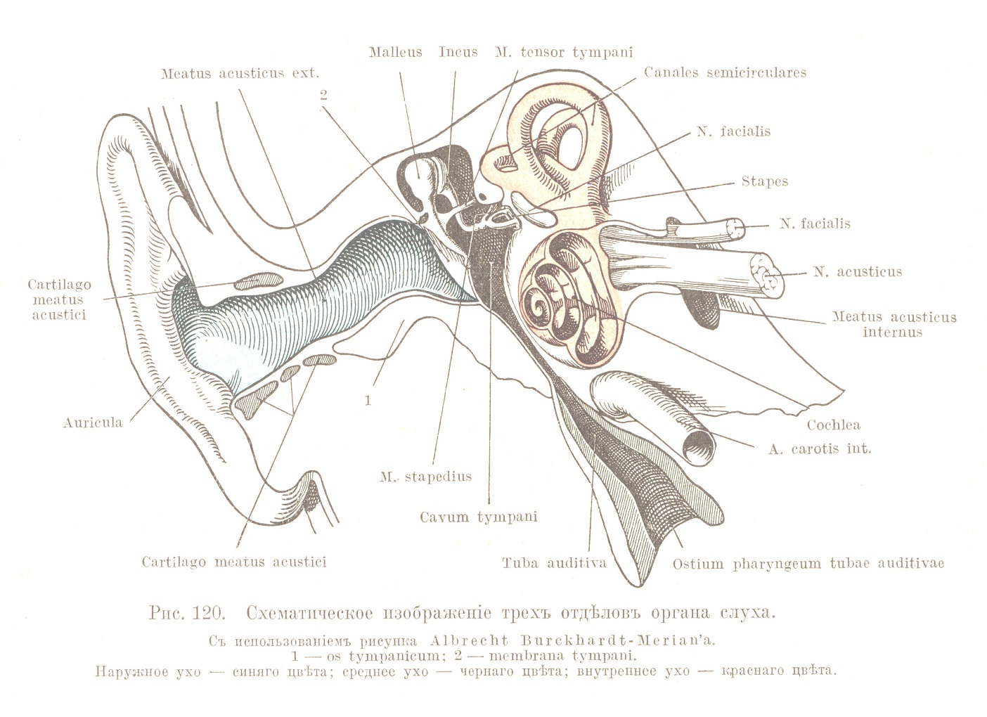 Схематическое изображеніе трехъ отдѣловъ органа слуха.