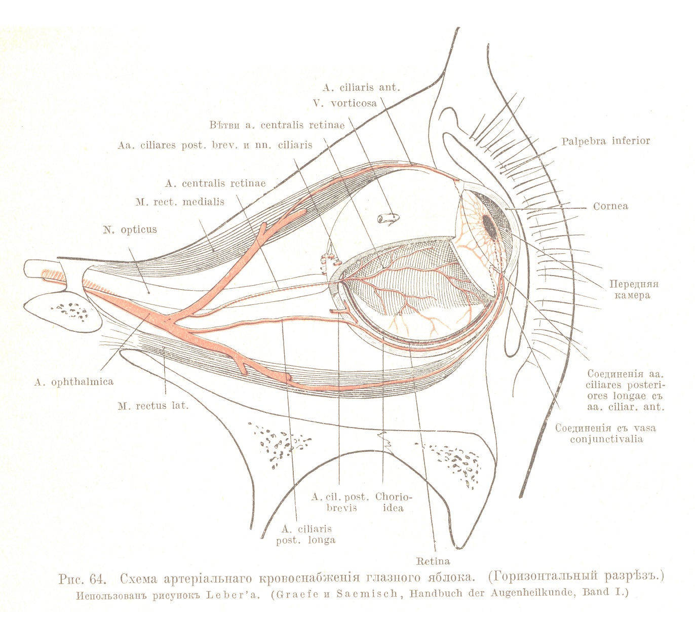 Схема-артеріальнаго кровоснабженія глазного яблока, (Горизонтальный разрѣзъ.)