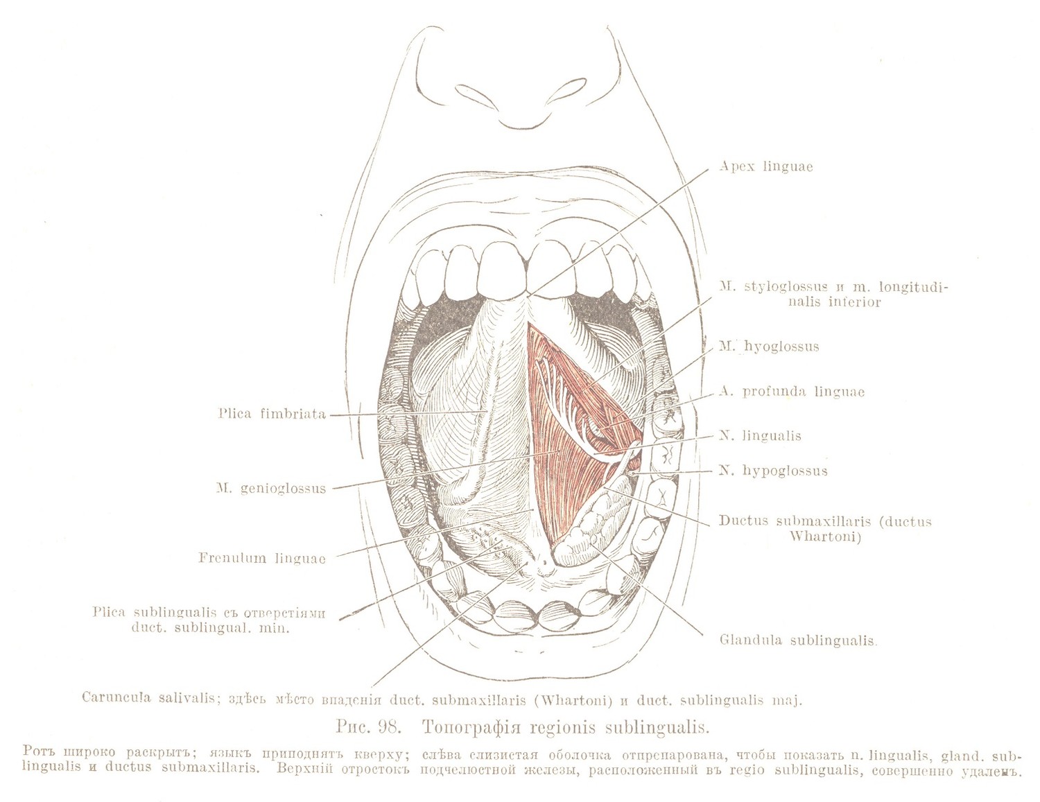 Топографія regionis sublingualis.
