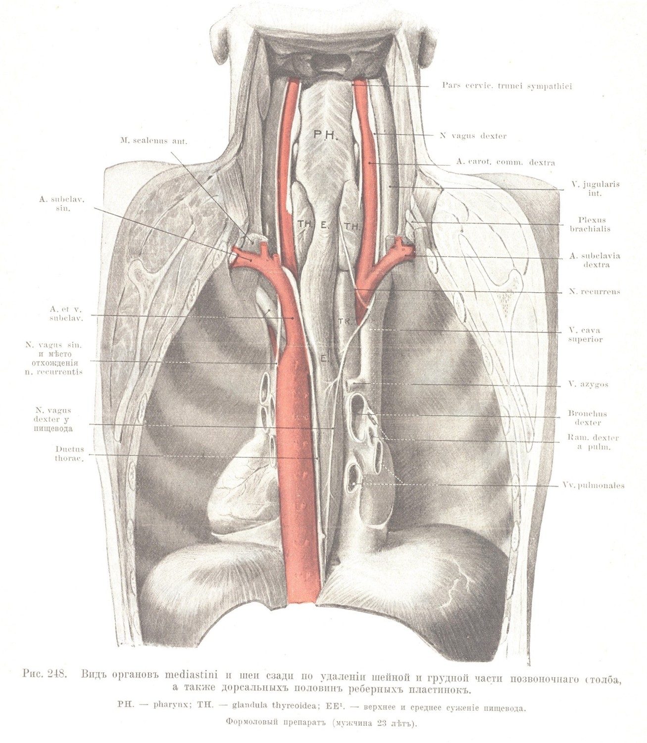Видъ органовъ mediastini и шеи сзади по удаленіи шейной и грудной части позвоночнаго столба, а также дорсальныхъ половинъ реберныхъ пластинокъ.