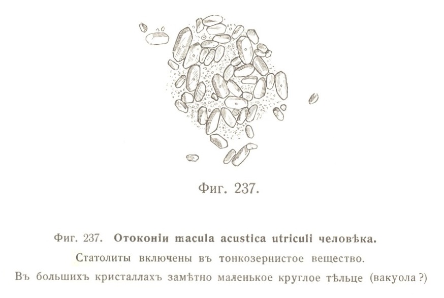 Отоконіи macula acustica utriculi человѣка.