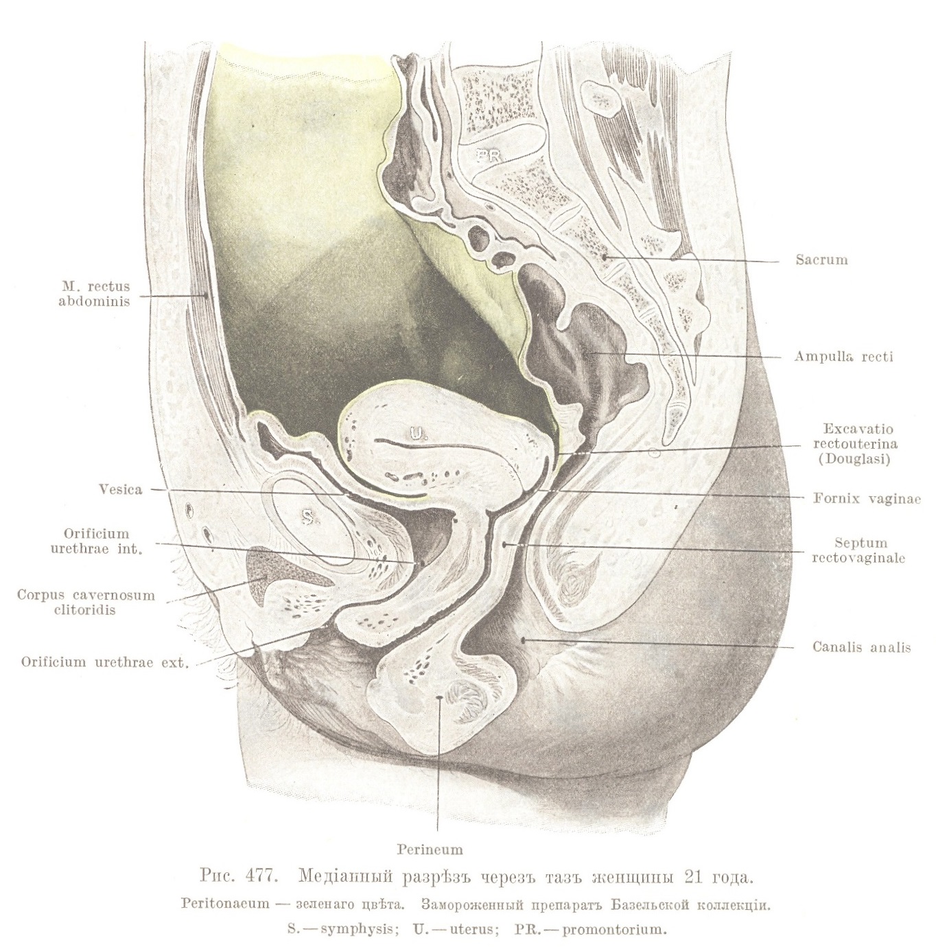 Топографія мочевого пузыря у женщины
