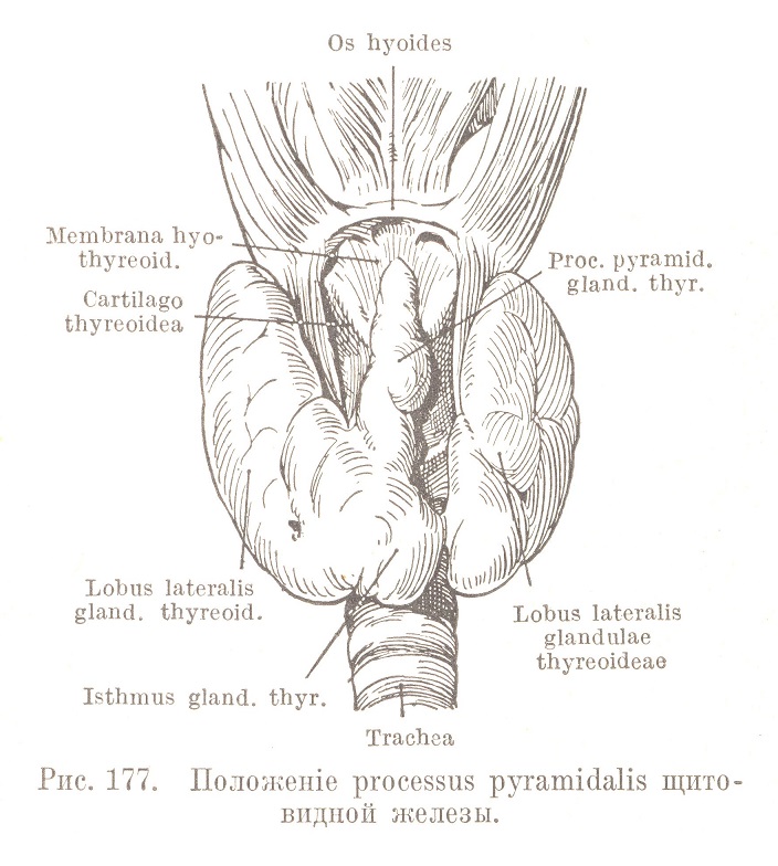 Положеніе processus pyramidalis щитовидной железы.