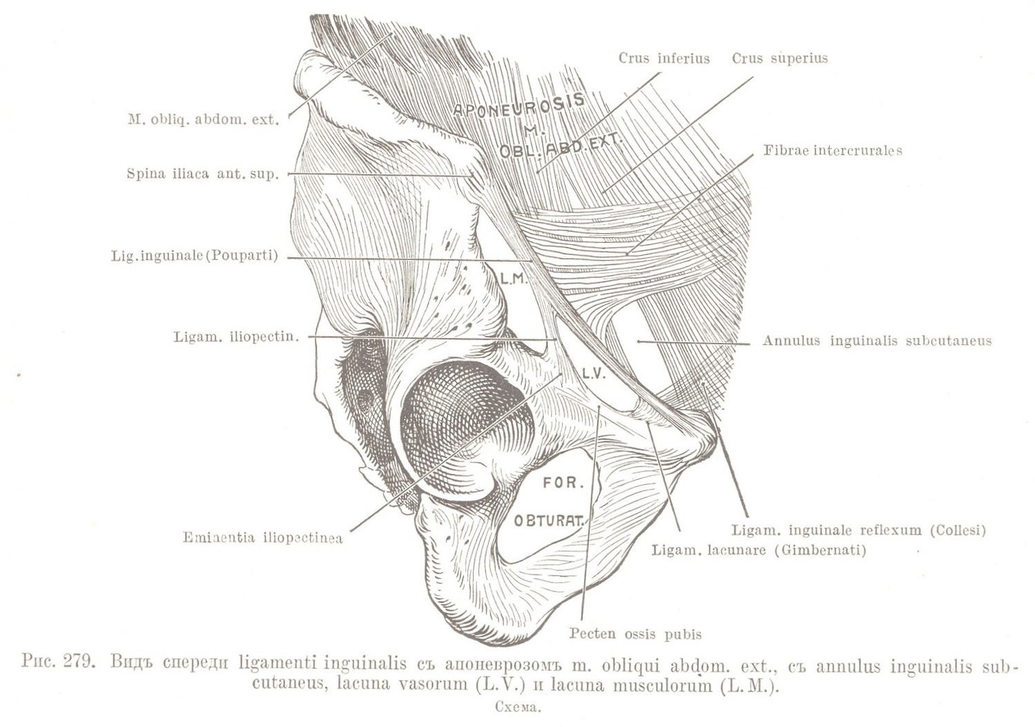 Видъ спереди ligamenti inguinalis съ апоневрозомъ m. obliqui abdom. ext., съ annulus inguinalis subcutaneus, lacuna vasorum (L.V.) и lacuna musculorum (L. M.).