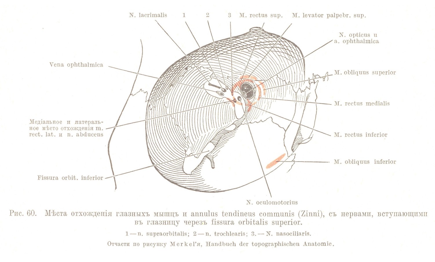 Мѣста отхожденія глазныхъ мышцъ и annulus tendineus communis (Zinni), съ нервами, вступающими въ глазницу черезъ fissura orbitalis superior.