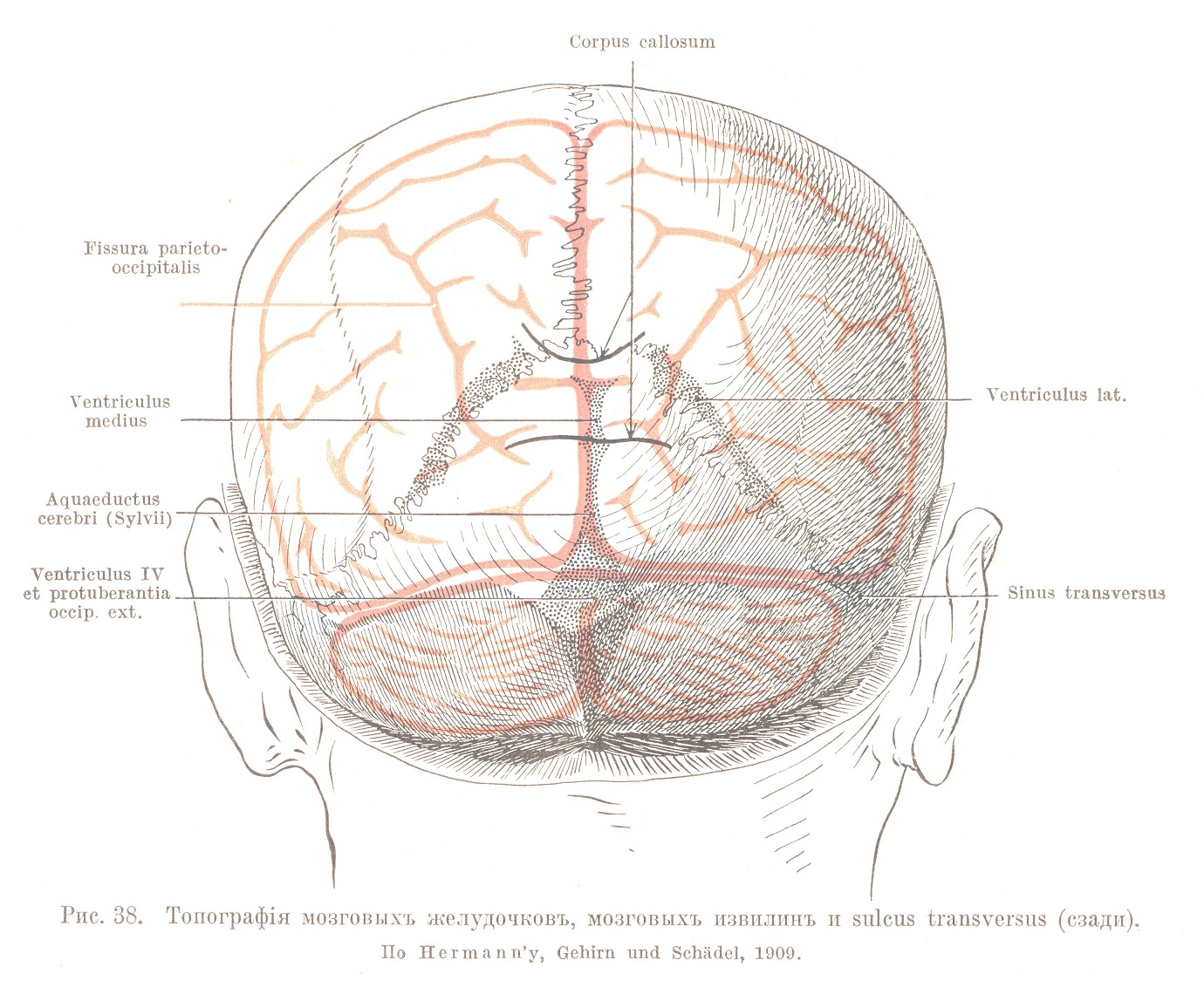 Топографія мозговыхъ желудочковъ. 