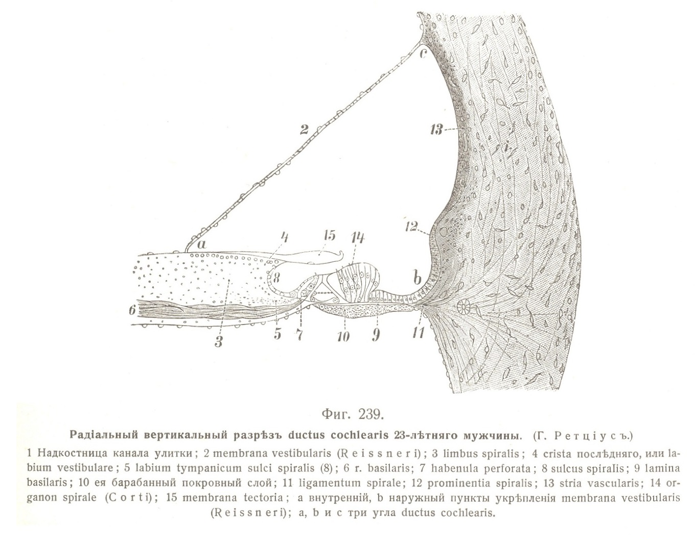 Тонкое строеніе лабиринта. Каналъ улитки и улитка, ductus cochlearis и cochlea