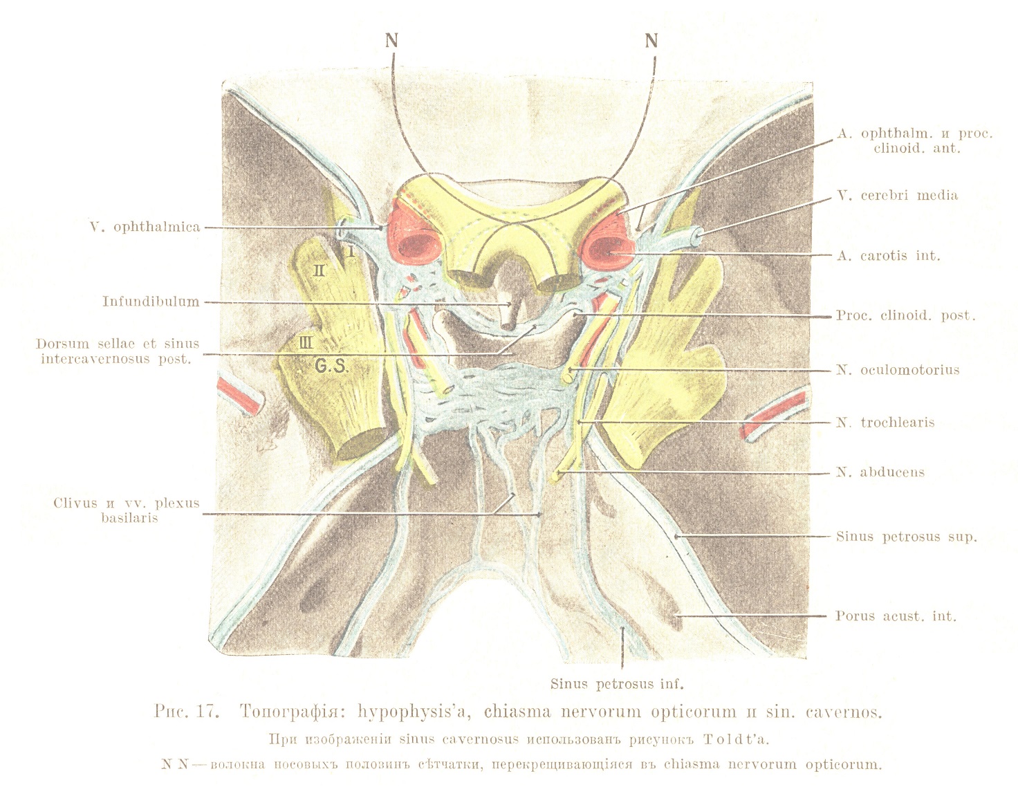 Топографія: hvpophysis’a, chiasma nervorum opticorum n sin. cavernos. При изображеніи sinus cavernosus использованъ рисунокъ Toldt’a.