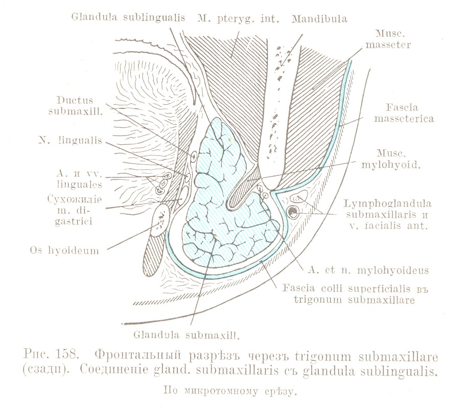 Фронтальный разрѣзъ черезъ trigonum submaxillare (сзади). Соединеніе gland, submaxillaris съ glandula sublingualis. По микротомыому срѣзу.
