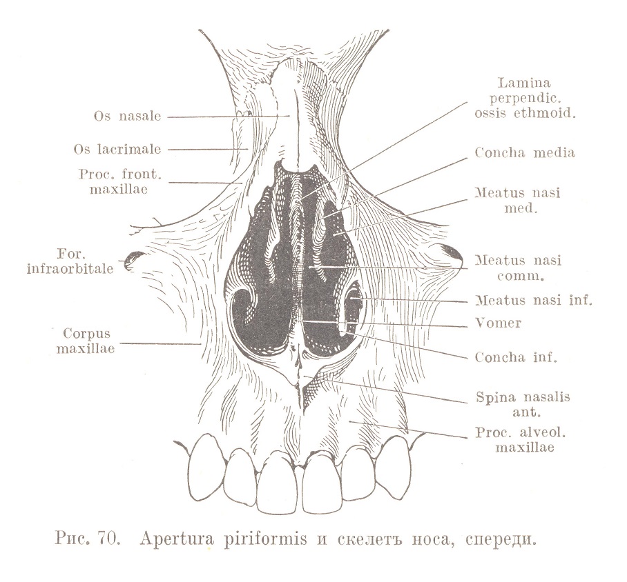 Топографія regionis nasalis, cavi nasi и sinuum paranasalium