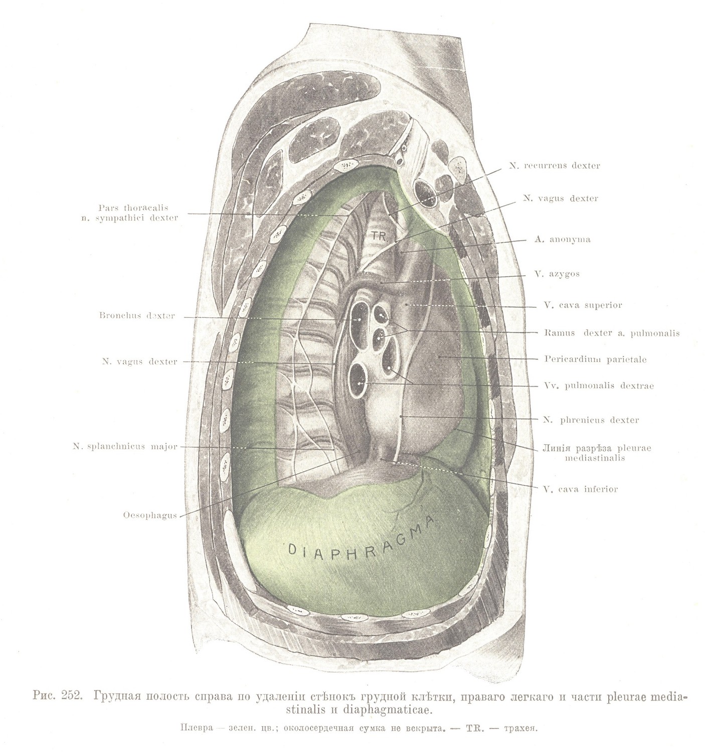 Грудная полость справа по удаленіи стѣнокъ грудной клѣтки, праваго легкаго и части pleurae mediastinalis и diaphagmaticae.