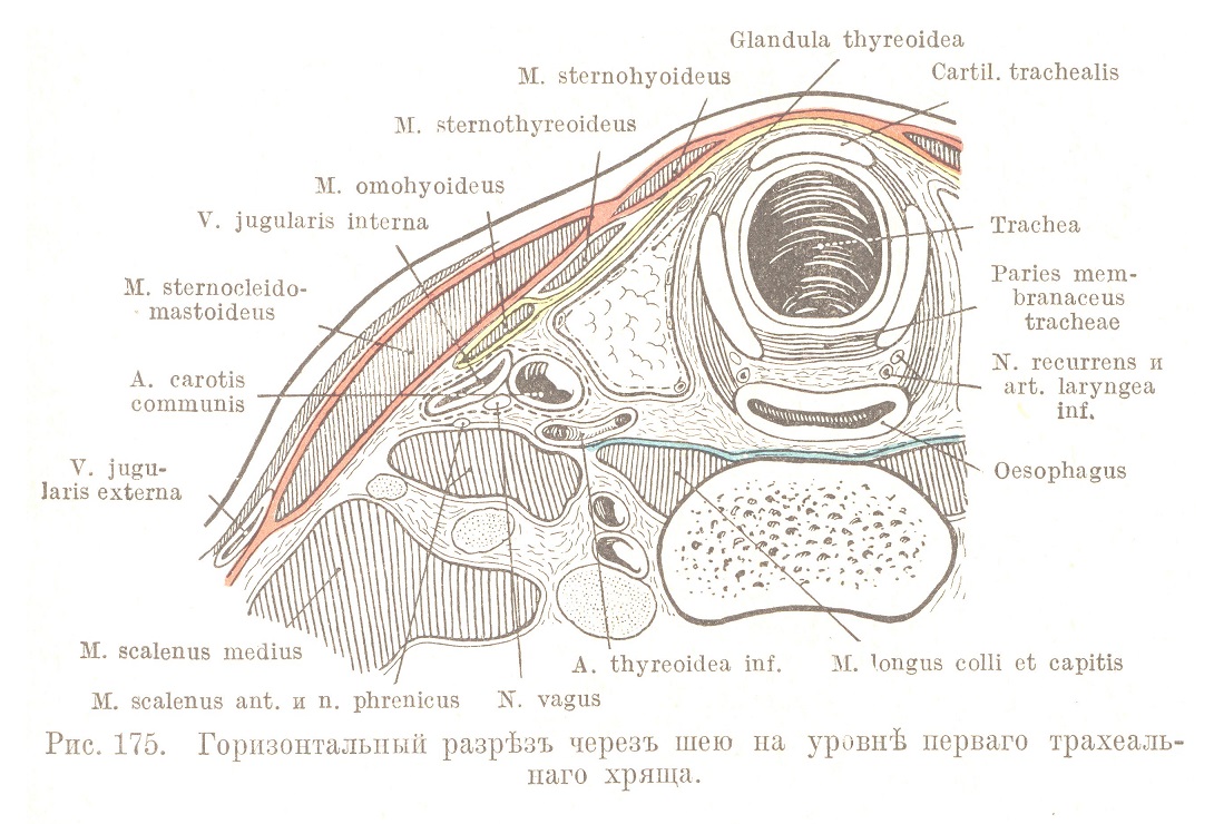 Trachea (pars cervicalis) и glandula thyreoidea.