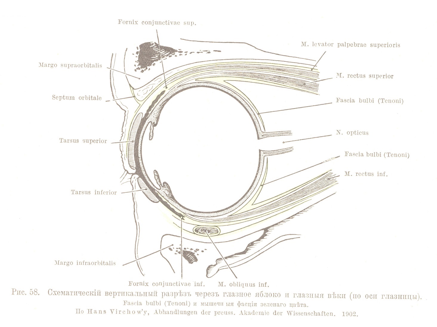Схематическій вертикальный разрѣзъ черезъ глазное яблоко и глазныя вѣки (по оси глазницы). Fascia bulbi (Tenoni) и мышечн ыя фасціи зеленаго цвѣта.
