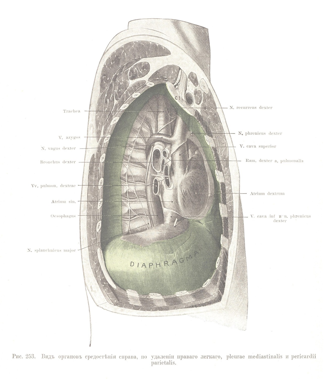 Видъ органовъ средостѣпія справа, по удаленіи праваго легкаго, pleurae mediastinalis и pericardii parietalis.