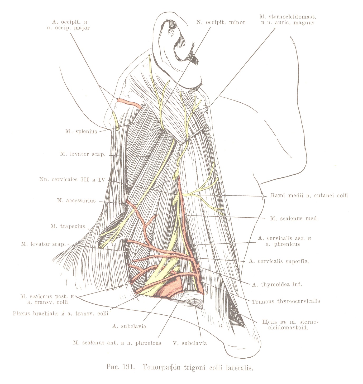 Топографія regionis colli lateralis (trigonum colli laterale)