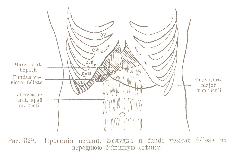 Проекція печени, желудка и fundi vesicae felleae на переднюю брюшную стѣнку