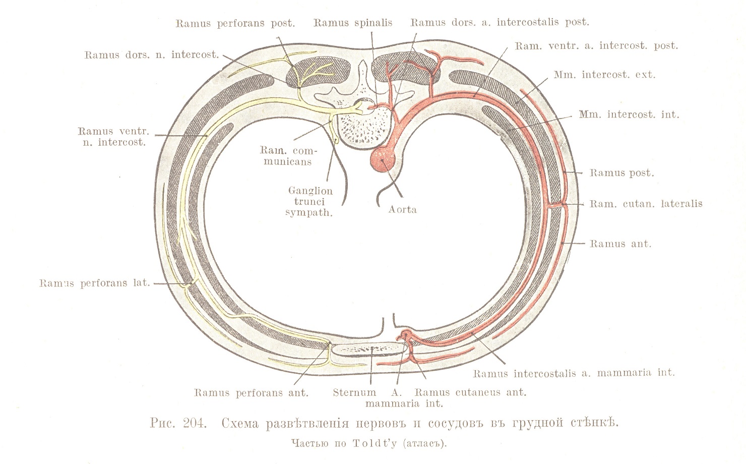 Схема развѣтвленія нервовъ и сосудовъ въ грудной стѣнкѣ.