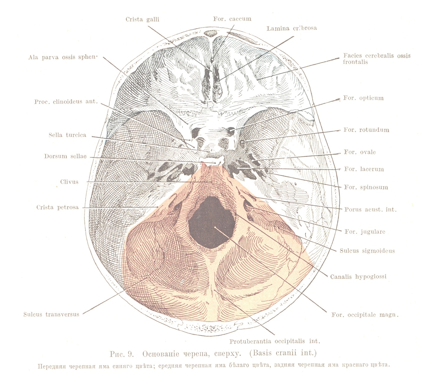 Основаніе черепа, сверху. (Basis cranii int.)
