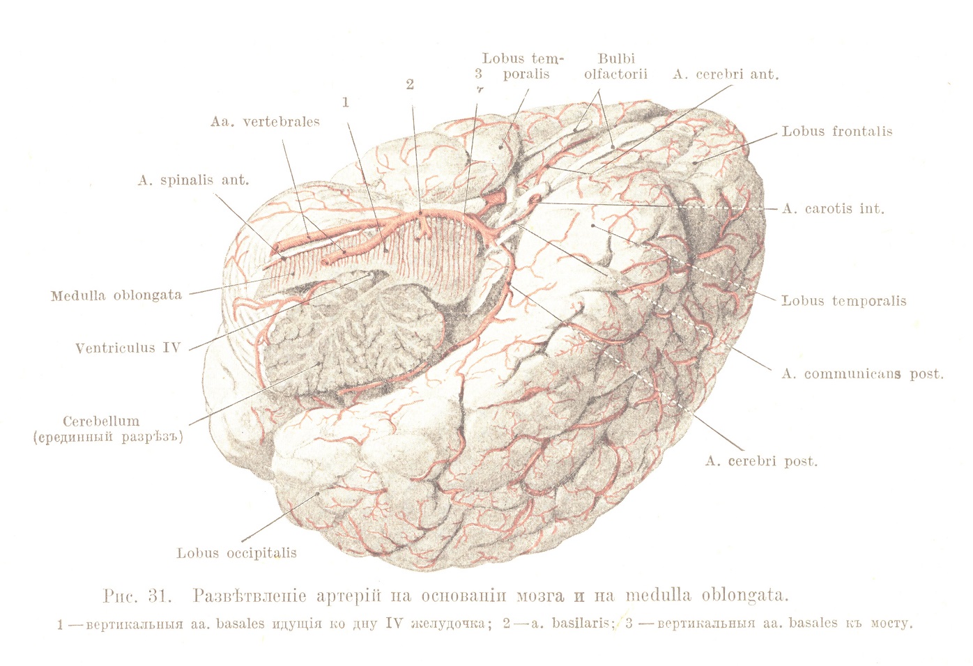 Развѣтвленіе артерій на основаніи мозга и на medulla oblongata.