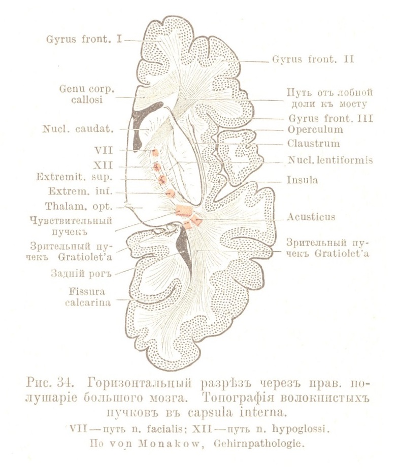 Горизонтальный разрѣзъ черезъ прав, полушаріе большого мозга. Топографія волокнистыхъ пучковъ въ capsula interna.