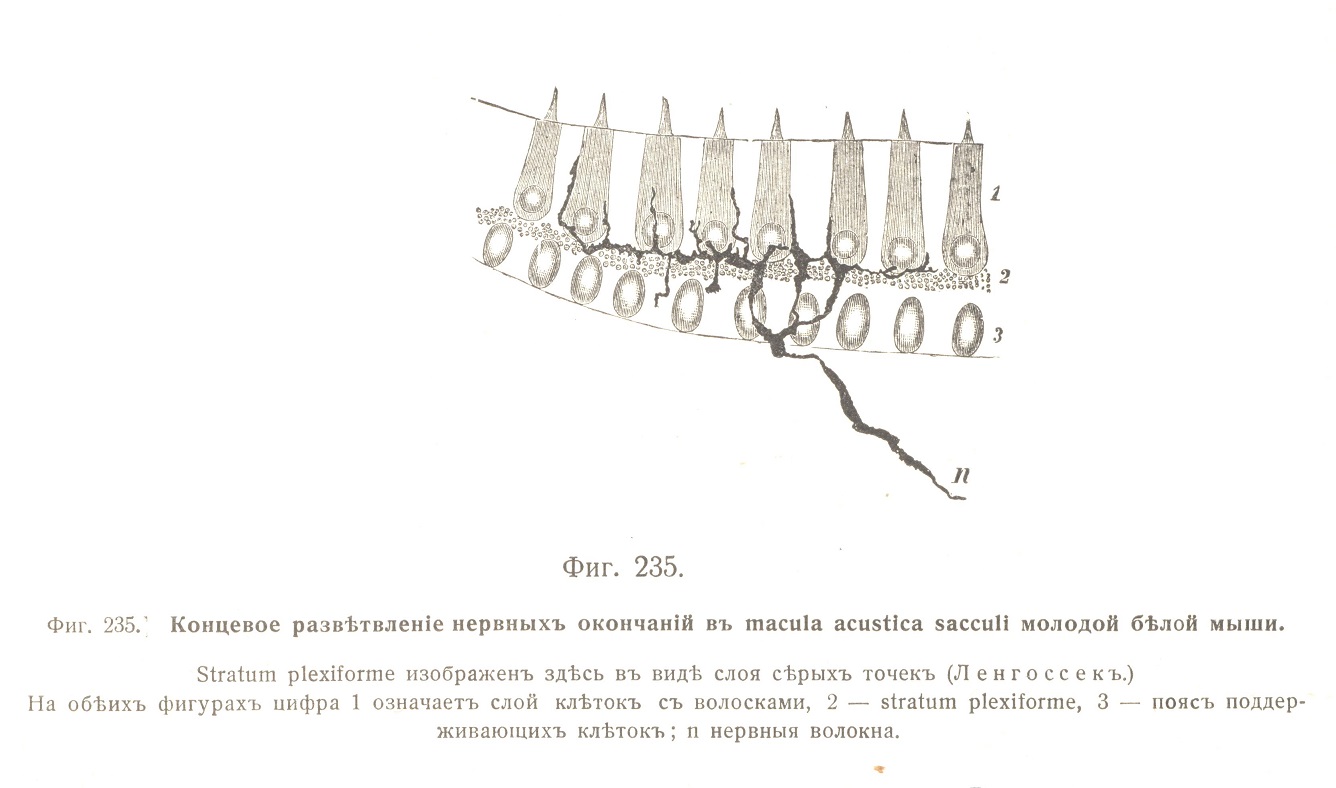 Концевое развѣтвленіе нервныхъ окончаній въ macula acustica sacculi молодой бѣлой мыши.
