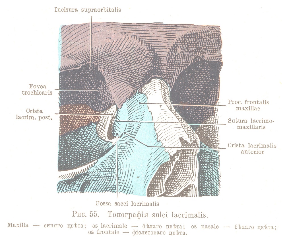 Топографія sulci lacrimalis.