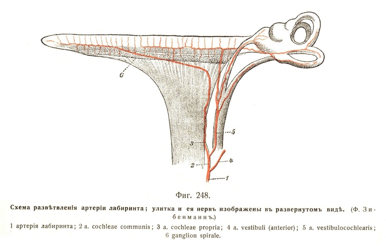 Схема развѣтвленія артеріи лабиринта; улитка и ея нервъ изображены въ развернутомъ видѣ