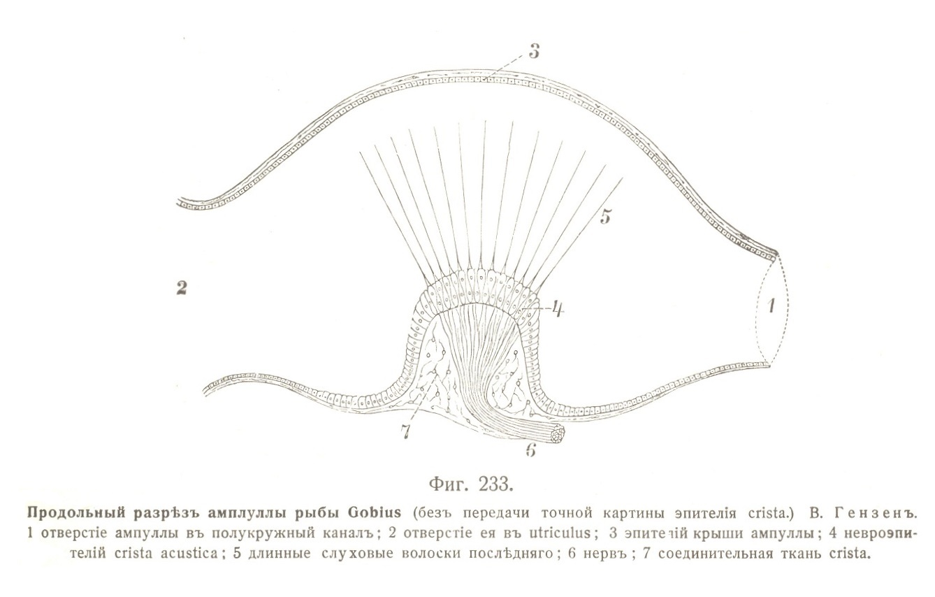 Продольный разрѣзъ амплуллы рыбы Gobius (безъ передачи точной картины эпителія crista.) 