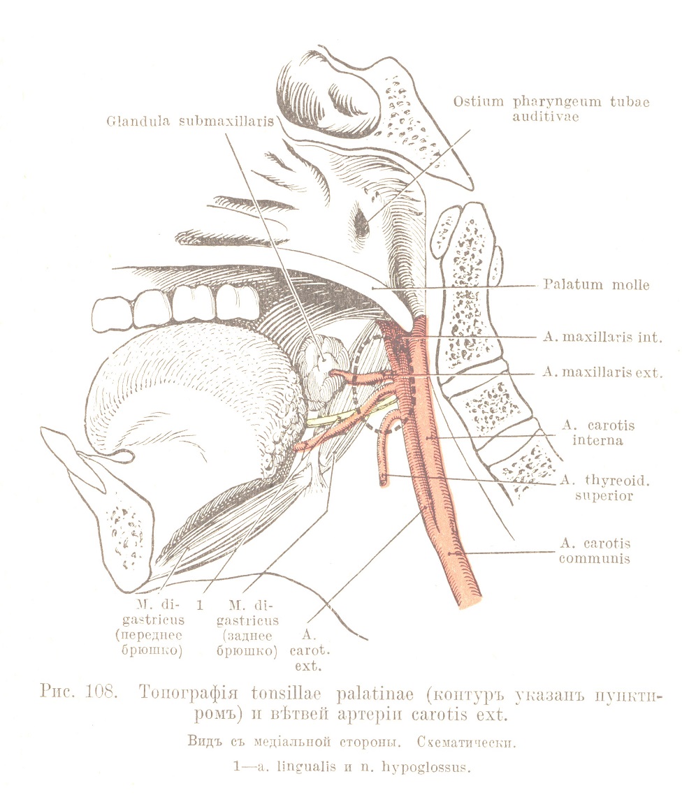 Топографія tonsillae palatinae 