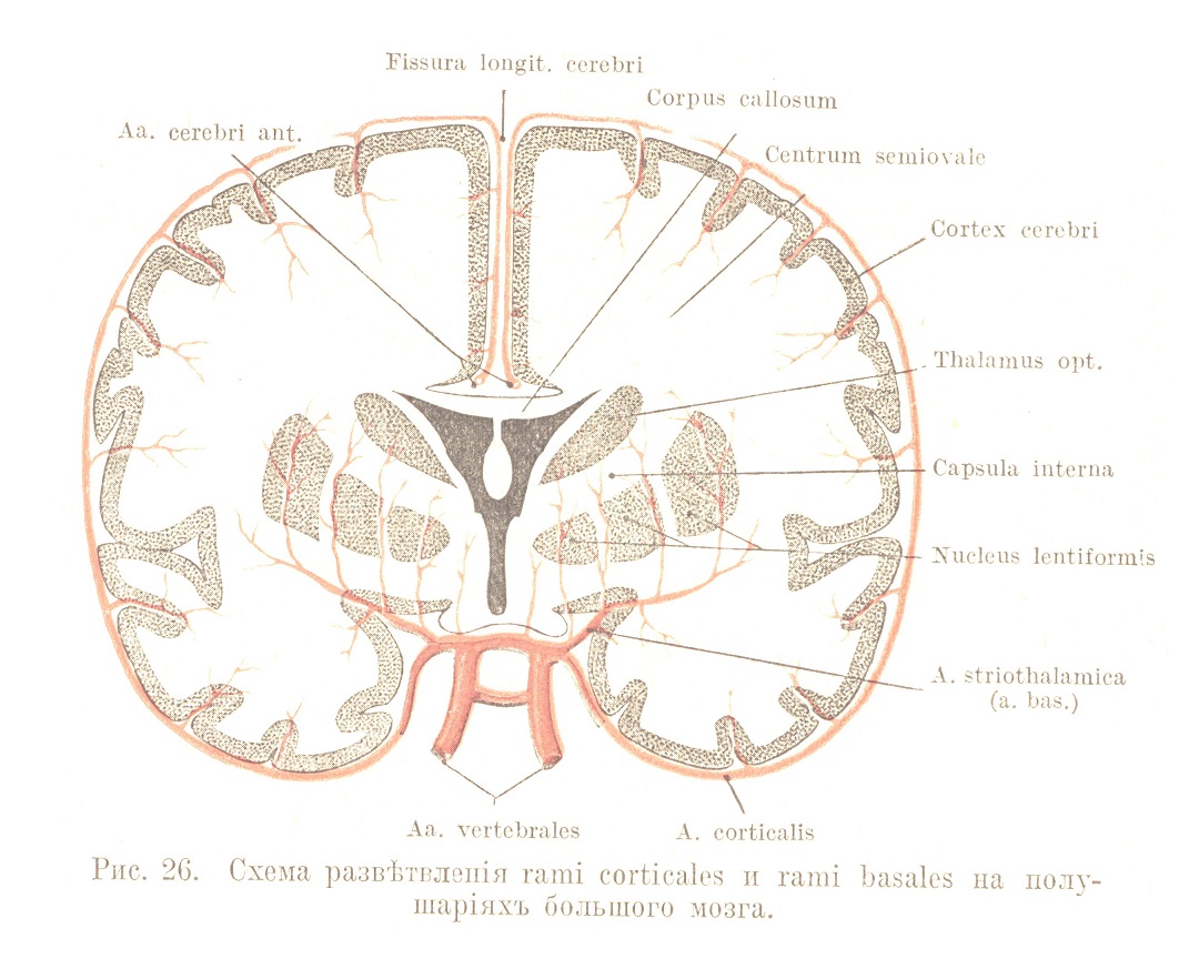 Схема развѣтвленія rami corticales и rami basales на полушаріяхъ большого мозга.