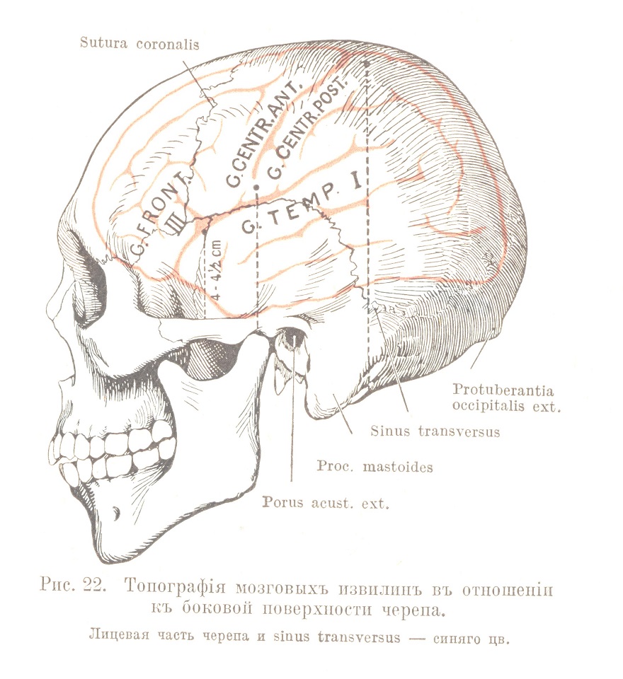 Топографія мозговыхъ извилинъ въ отношеніи къ боковой поверхности черепа
