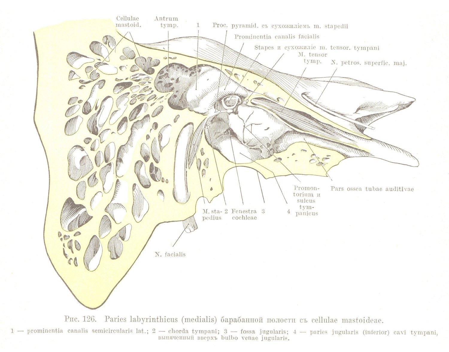 Paries labyrinthicus (medialis) барабанной полости съ cellulae mastoideae.