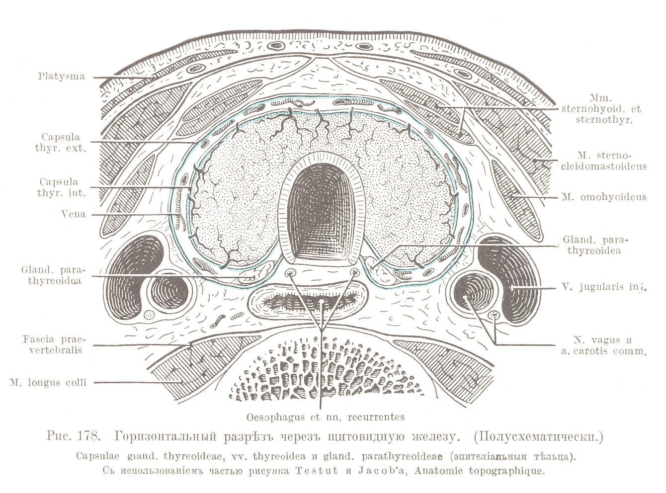 Горизонтальный разрѣзъ черезъ щитовидную железу. (Полусхематически.) Capsulae gland, thyreoideae, ѵѵ. thyreoidea и gland, parathyreoideae (эпителіальныя тѣльца). Съ использованіемъ частью рисунка Testut и Jacob’a, Anatomie topographique.