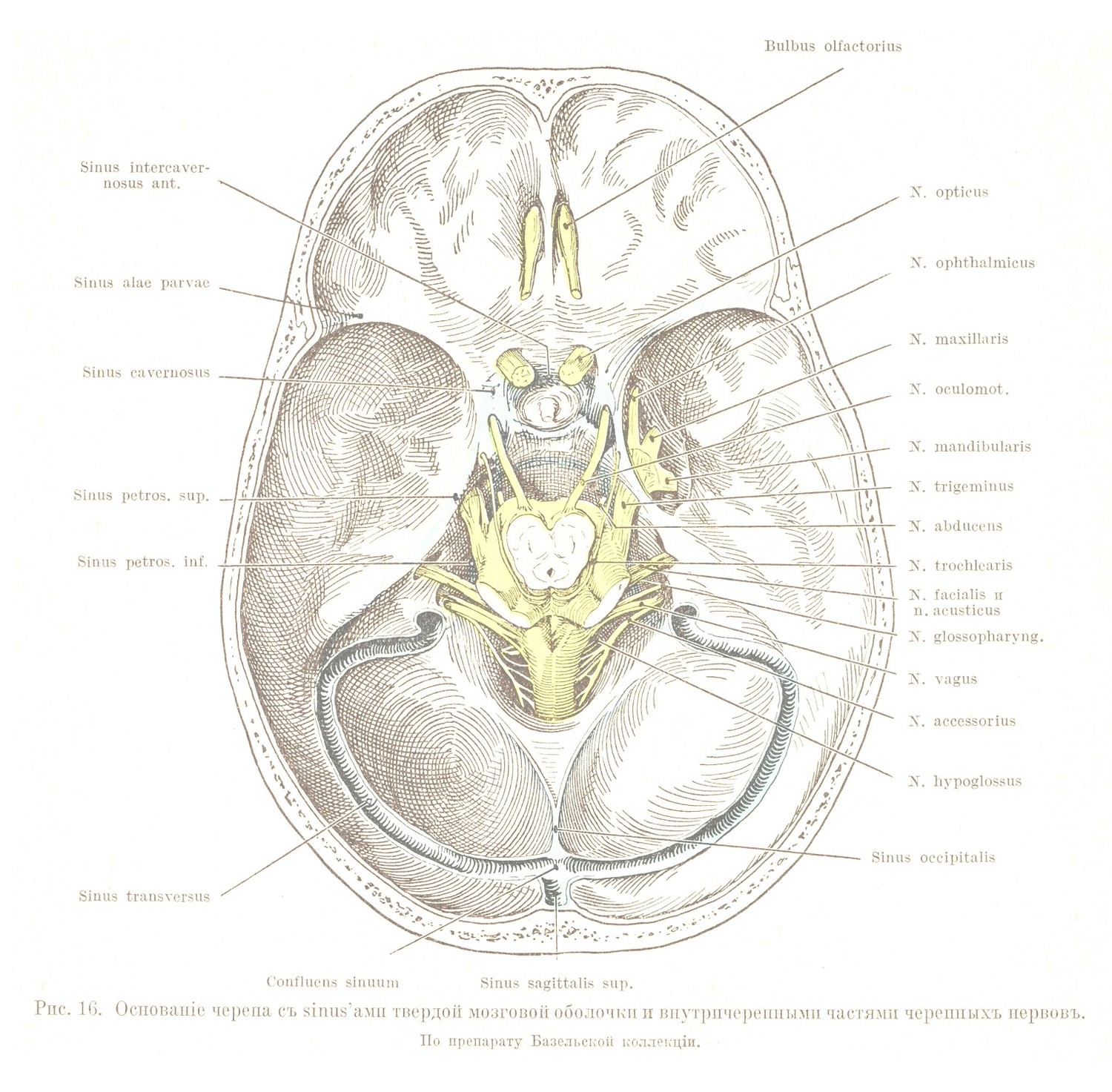Основаніе черепа съ sinus’aми твердой мозговой оболочки и внутричерепными частями черепныхъ нервовъ. По препарату Базельской коллекціи.