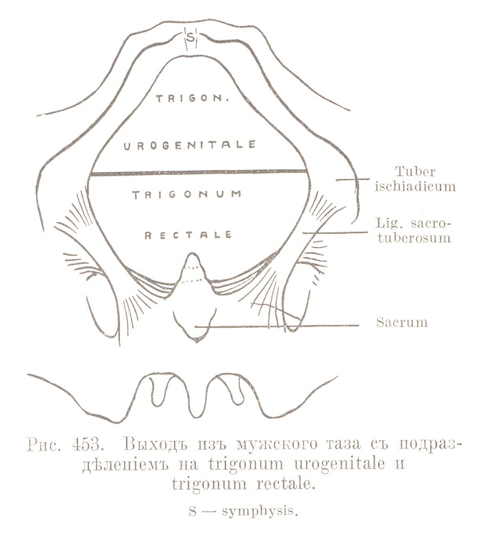 Regio perinealis