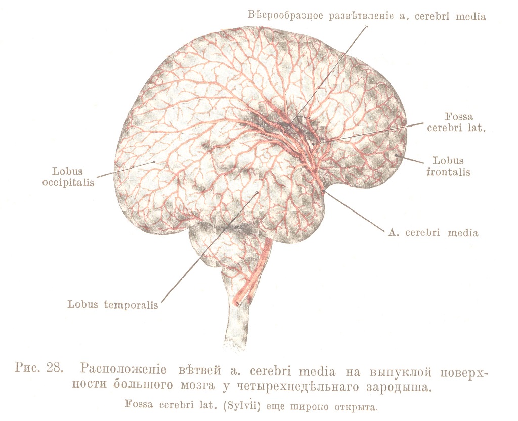 Расположеніе вѣтвей a. cerebri media на выпуклой поверхности большого мозга у четырехнедѣльнаго зародыша.