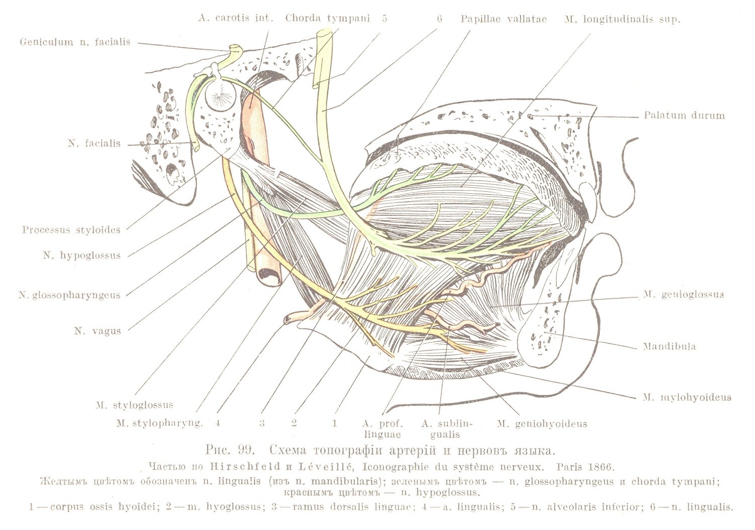 Топографія артерій и нервовъ языка
