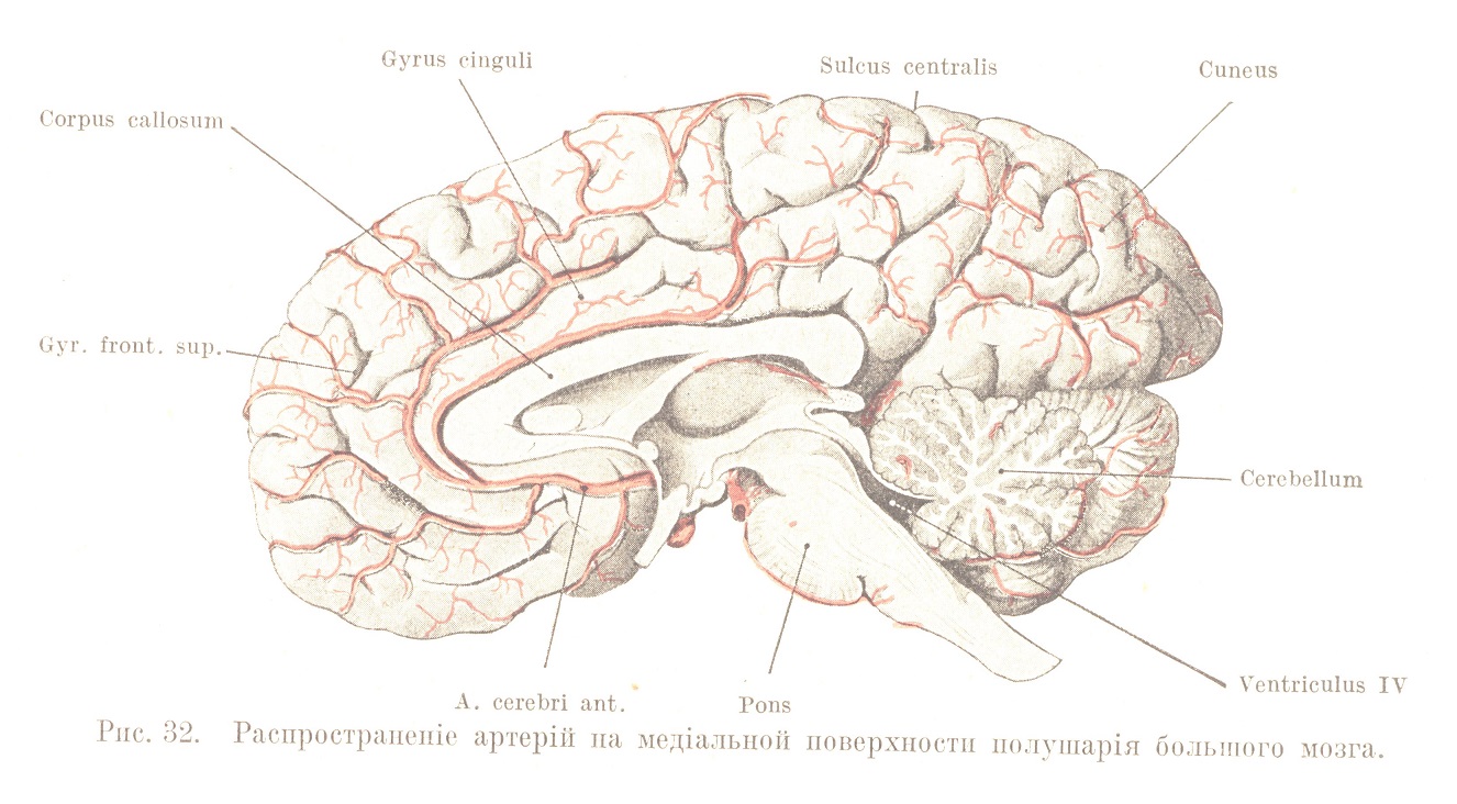 Распространеніе артерій па медіальной поверхности полушарія большого мозга.
