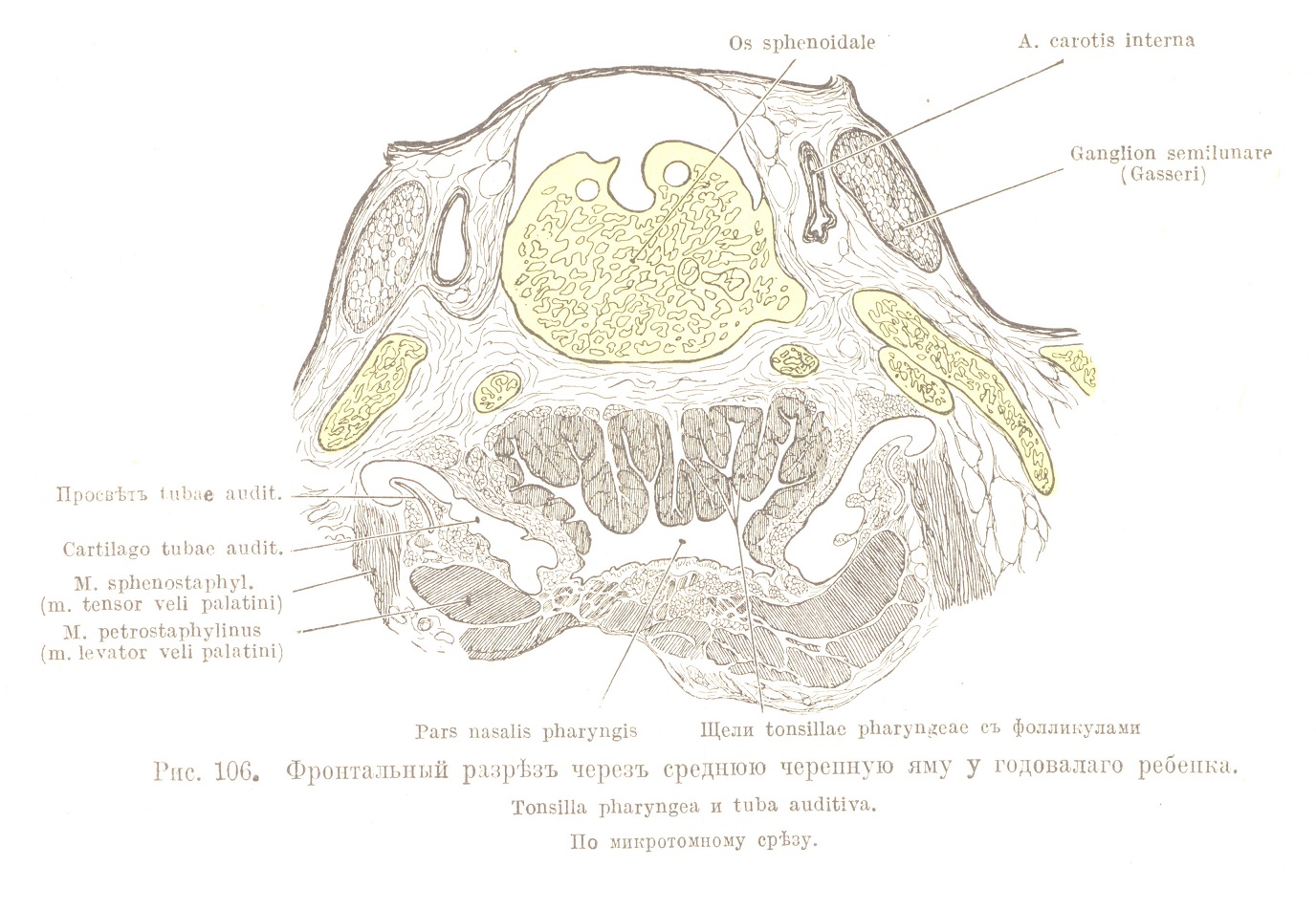 Фронтальный разрѣзъ черезъ среднюю черепную яму у годовалаго ребенка. Tonsilla pharyngea и tuba auditiva.