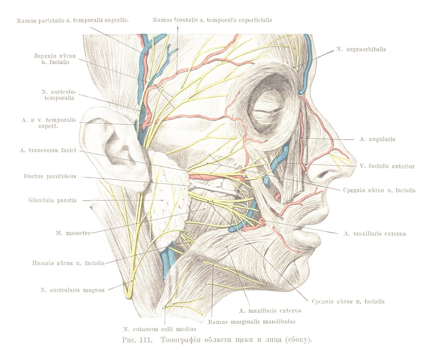 Боковая лицевая область (regio facialis lateralis)