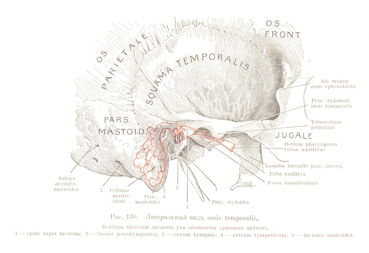Латеральный видъ ossis temporalis