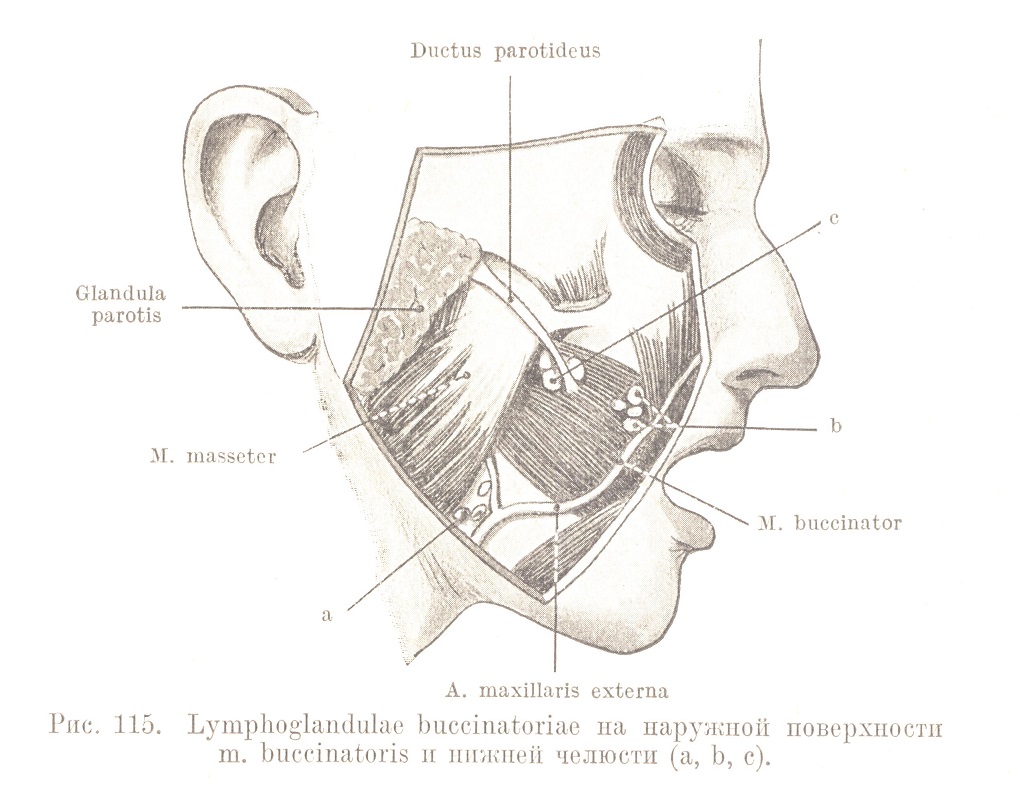 Lymplioglandulae buccinatoriae на наружной поверхности m. buccinatoris и нижней челюсти (а, Ь, с).