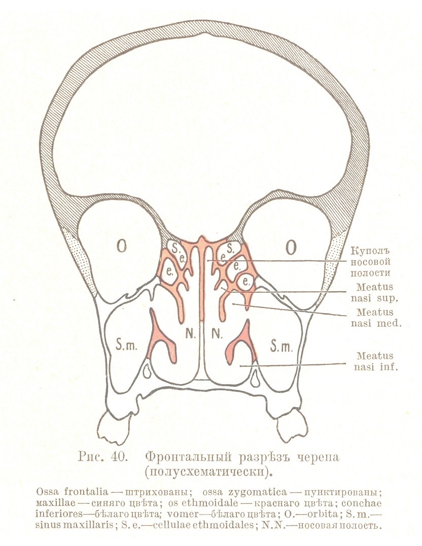 Фронтальный разрѣзъ черепа (полу схематически).