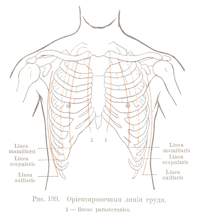 Грудь (thorax) Общія данныя