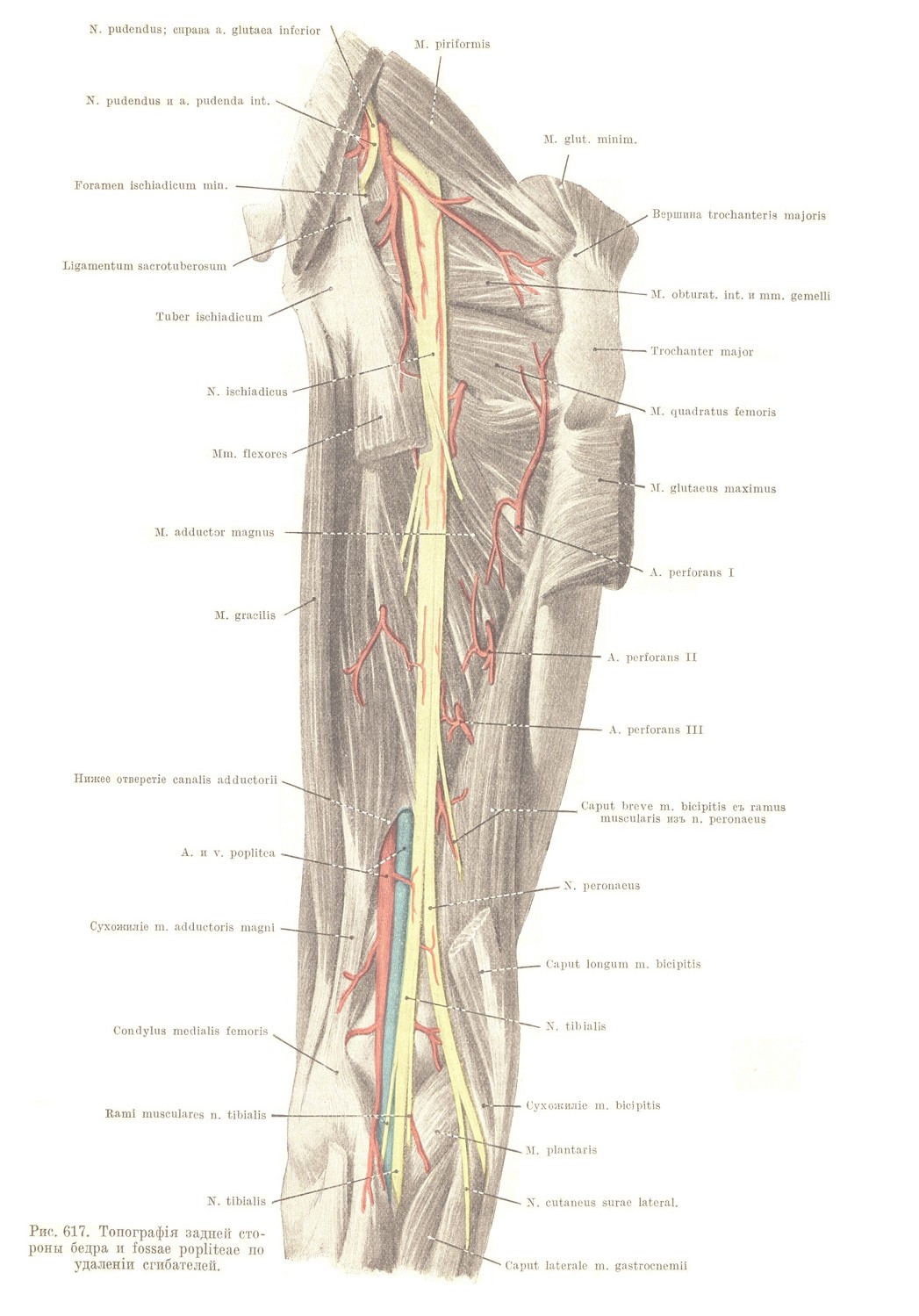 Regio femoris posterior