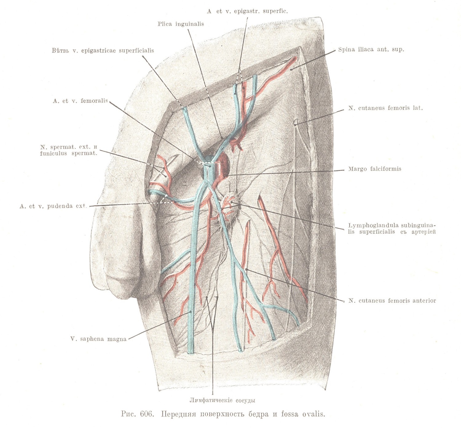 Regio femoris anterior